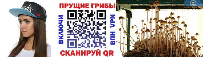 Галлюциногенные грибы Magic Shrooms  как найти закладки  mega ТОР  Мурино 